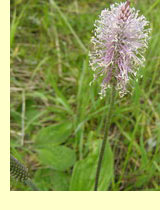 Подорожники (Plantago) Подорожники (Plantago)